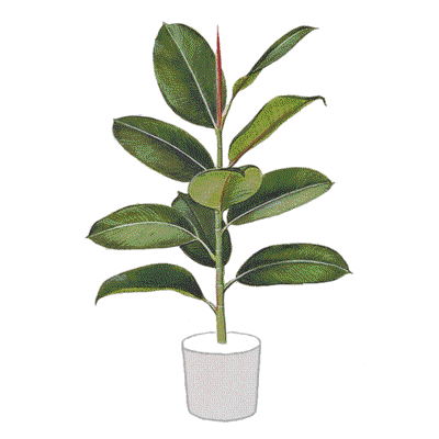 فیکوس الاستیکا